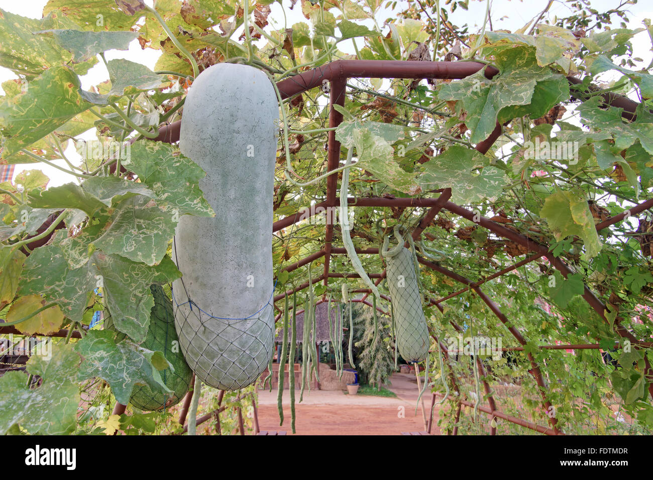 Melon d'hiver ou gourd sur arbre dans le jardin de légumes Banque D'Images