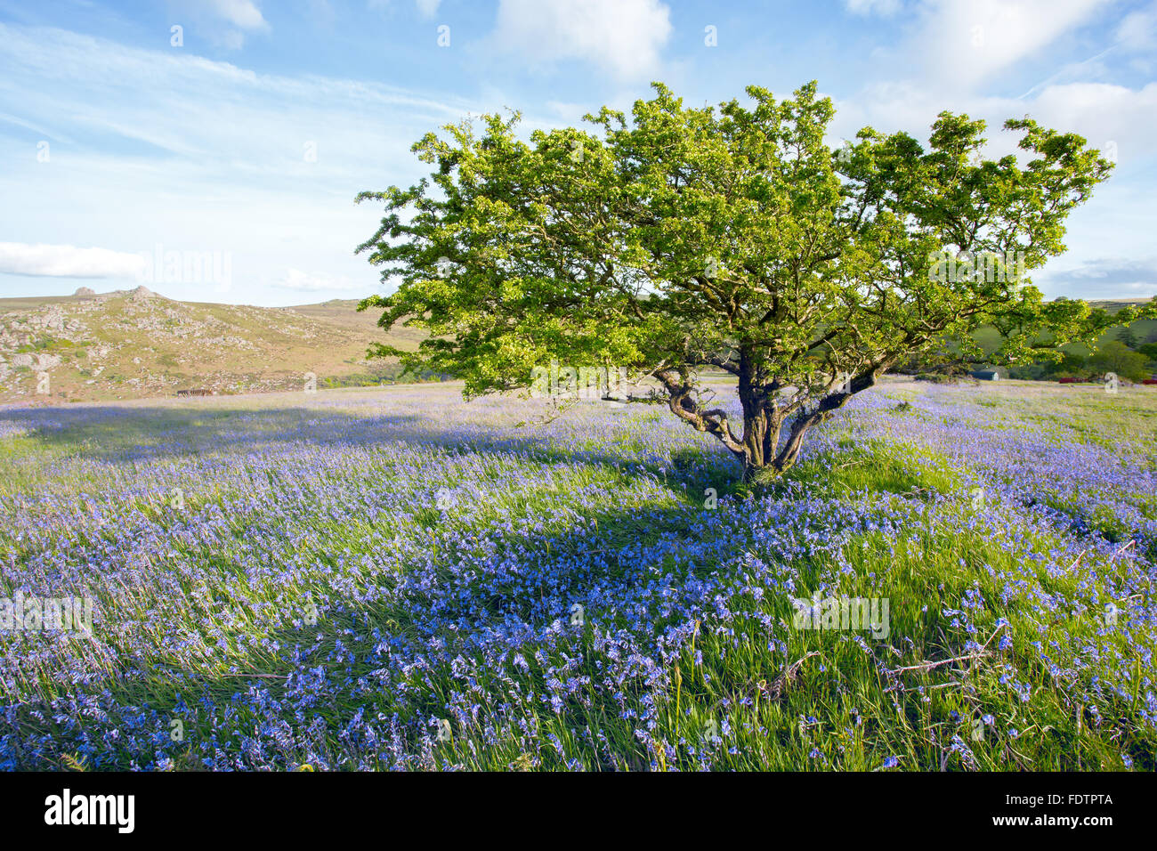 Jacinthes en fleurs à Holwell lawn Dartmoor National Park Devon Uk Banque D'Images