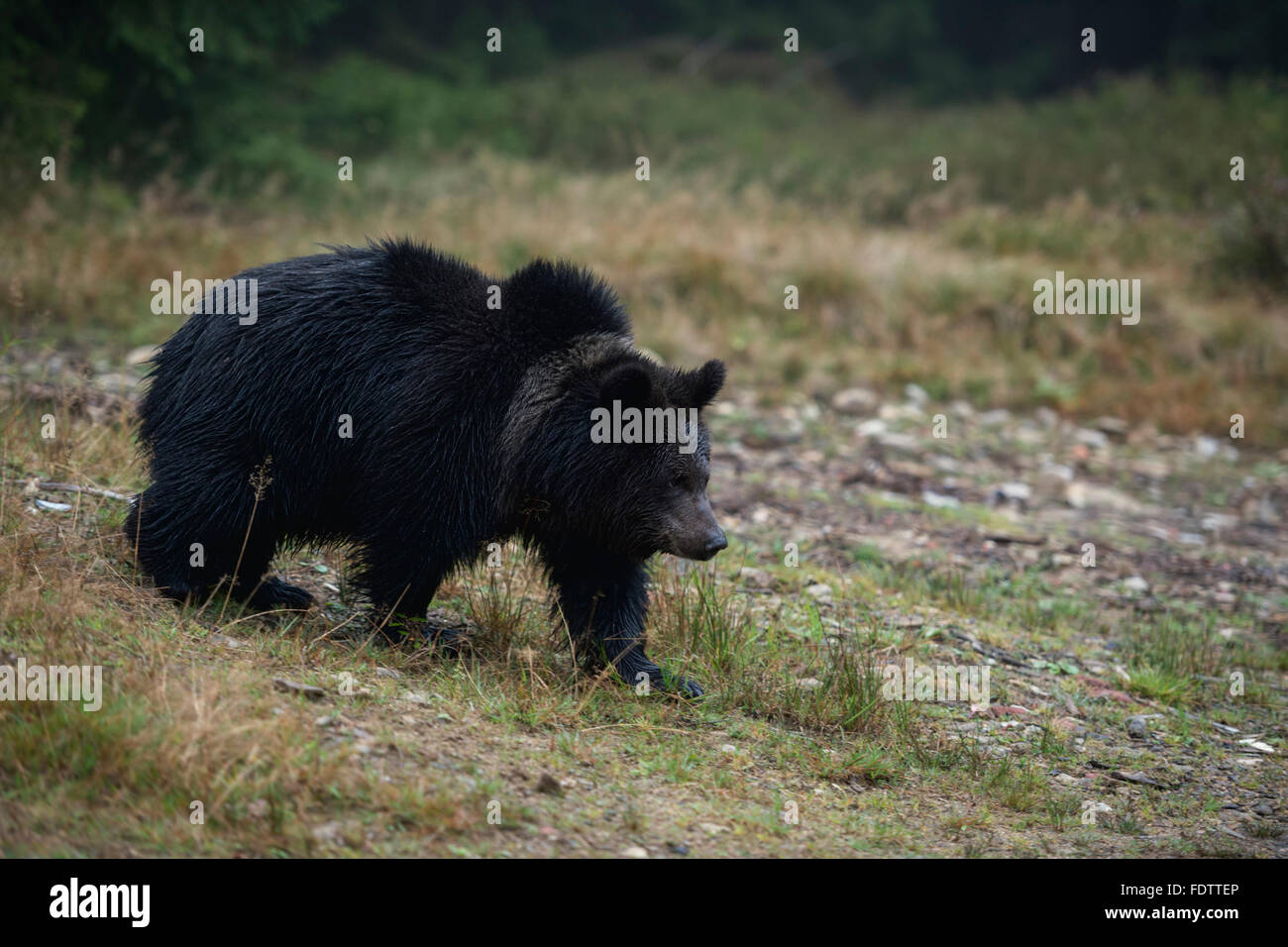 Ours brun européen ( Ursus arctos ) sur son chemin sur une petite clairière au milieu d'une forêt, tôt le matin. Banque D'Images
