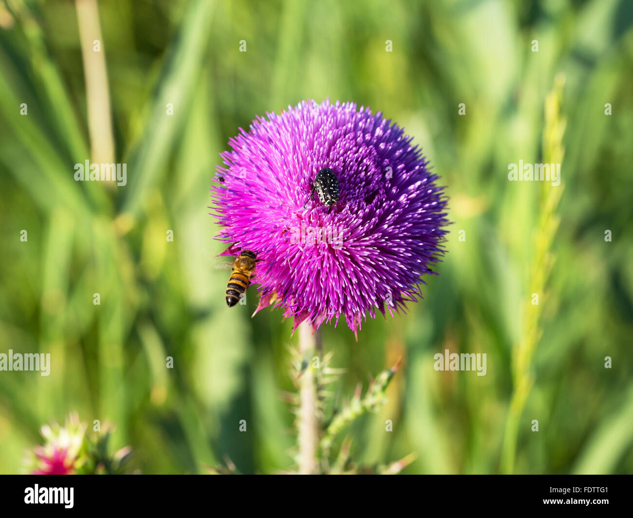 Belle fleur lumineuse thistle. Les abeilles pollinisent les fleurs, recueillir le nectar et le pollen des fleurs. Selective focus Banque D'Images