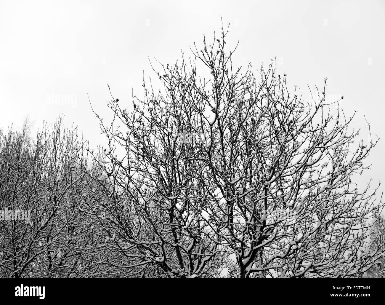 Rowan Tree in Winter Banque D'Images