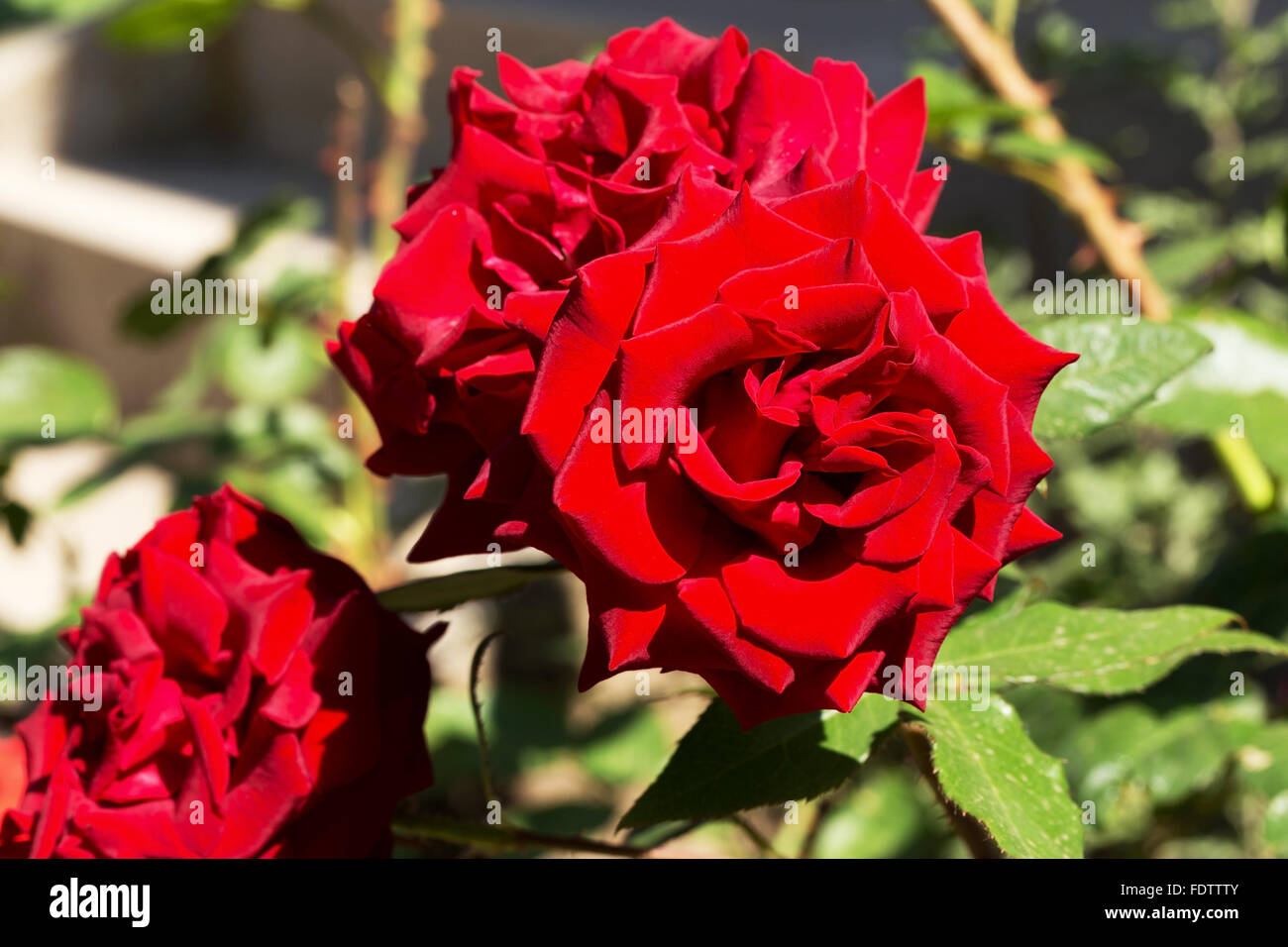 Belle rose délicate en contre-jour sur un fond sombre. Focus sélectif et de l'espace dans la zone de flou compositions pour le Banque D'Images