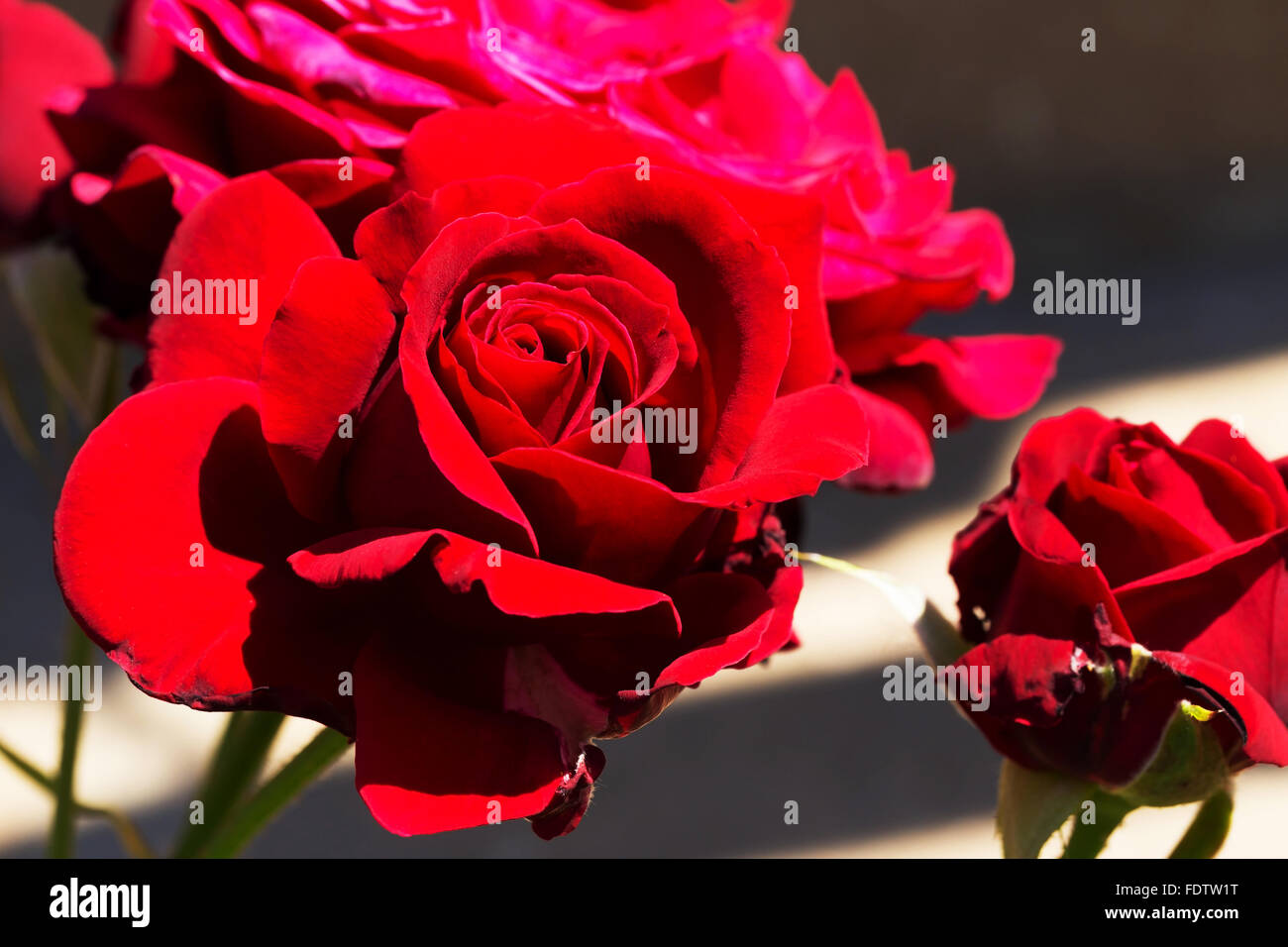 Belle rose délicate en contre-jour sur un fond sombre. Focus sélectif et de l'espace dans la zone de flou compositions pour le Banque D'Images