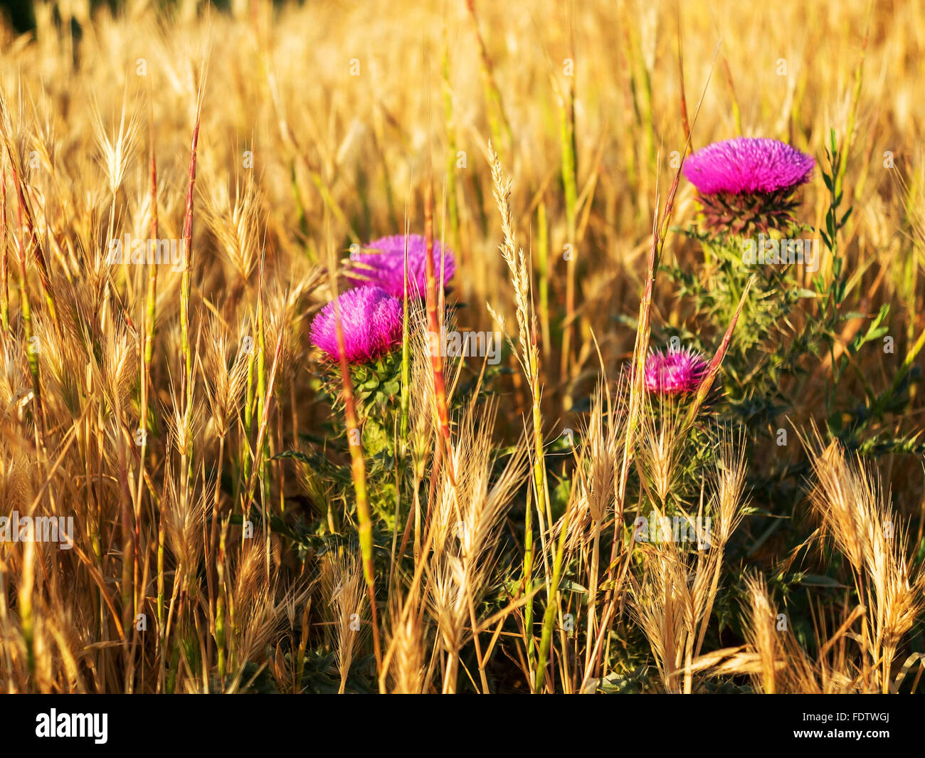 Belle fleur lumineuse thistle. Focus sélectif, de l'espace dans la zone de flou des compositions pour la production de matériel publicitaire. Banque D'Images