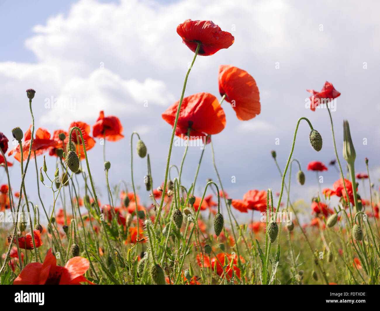 Paysage authentique de coquelicots rouges sauvages contre le ciel comme arrière-plan de conception. Focus sélectif et de l'espace dans la zone de flou Banque D'Images