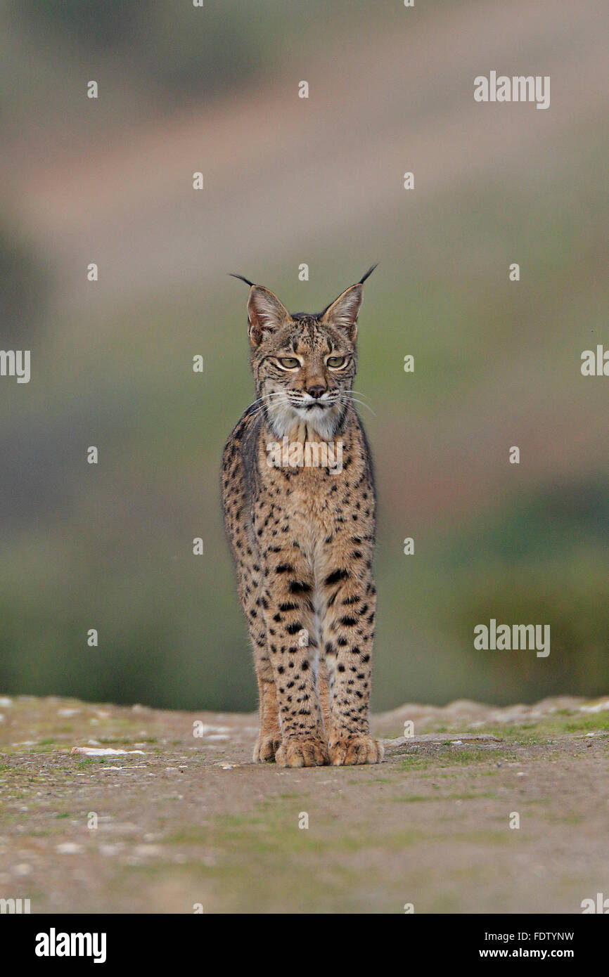 Lynx femelle sauvage Parc national de l'Espagne à Andujar Banque D'Images