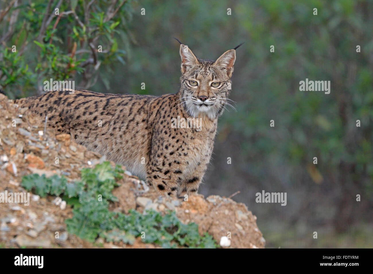 Lynx sauvages du parc national de l'Espagne à Andujar Banque D'Images