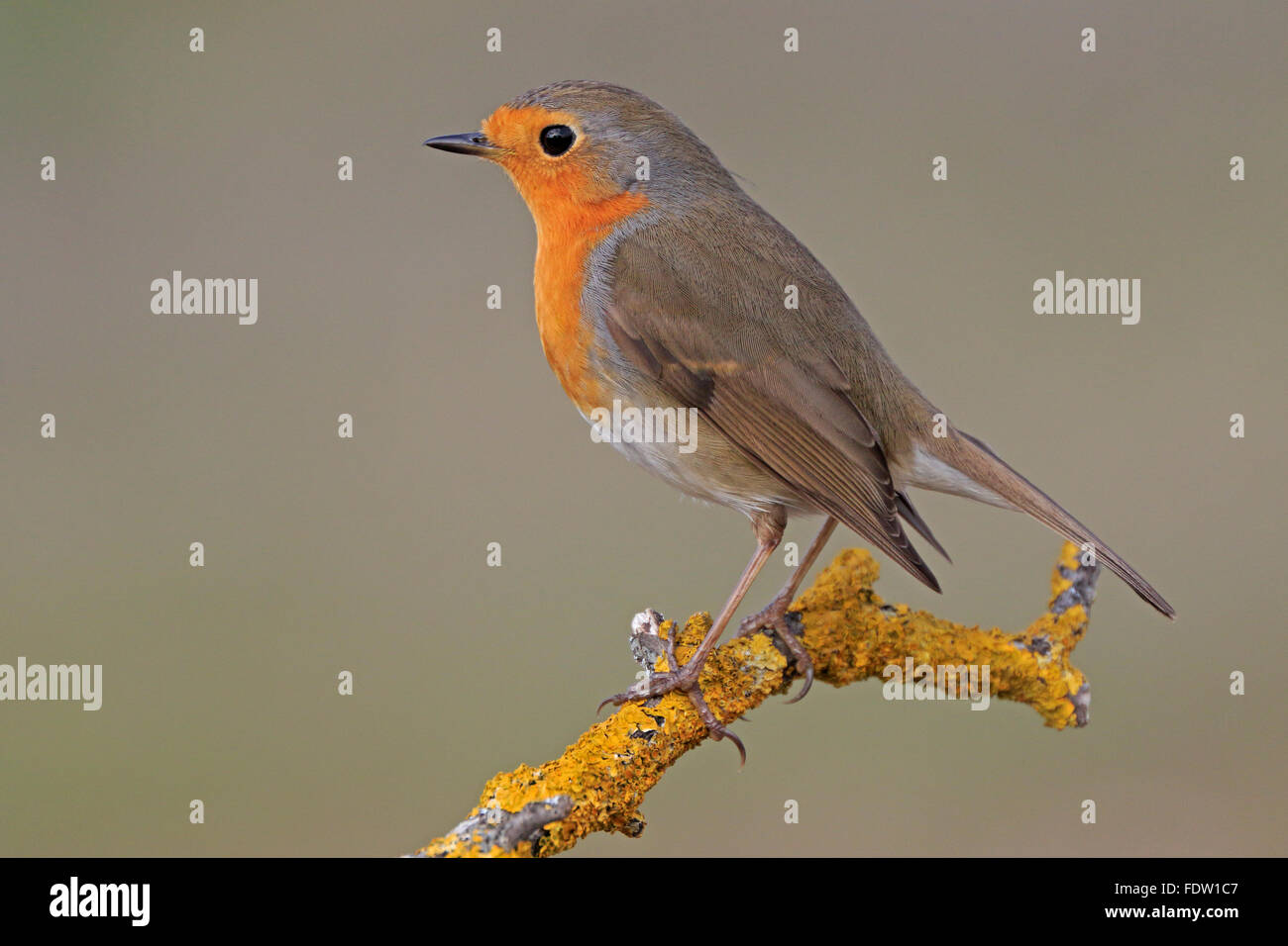 European Robin perché sur une branche couverte de lichen en Espagne Banque D'Images
