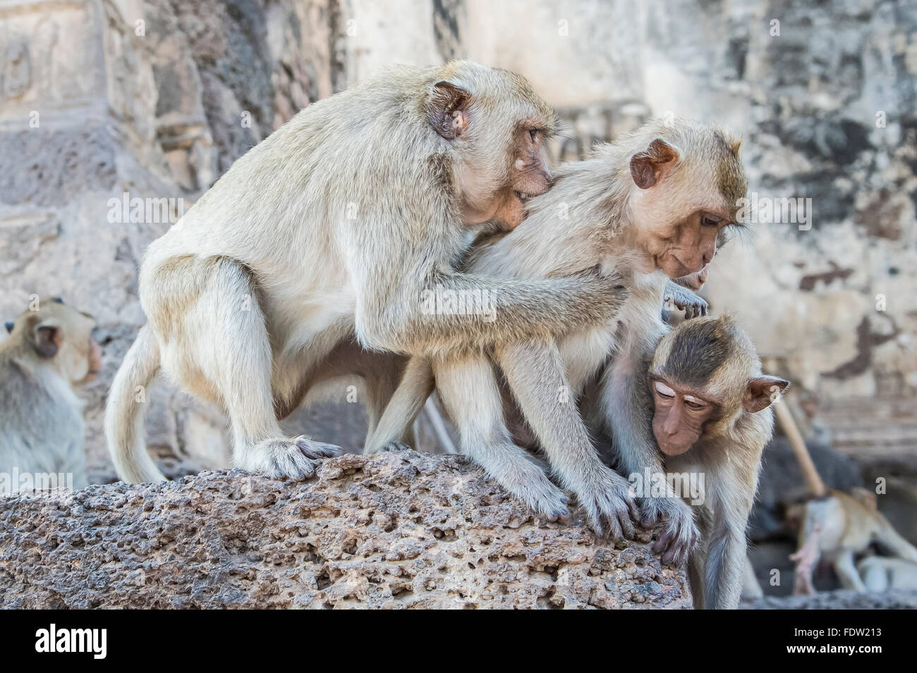 Lop Buri, Phra Prang Sam Yot temple singe Banque D'Images