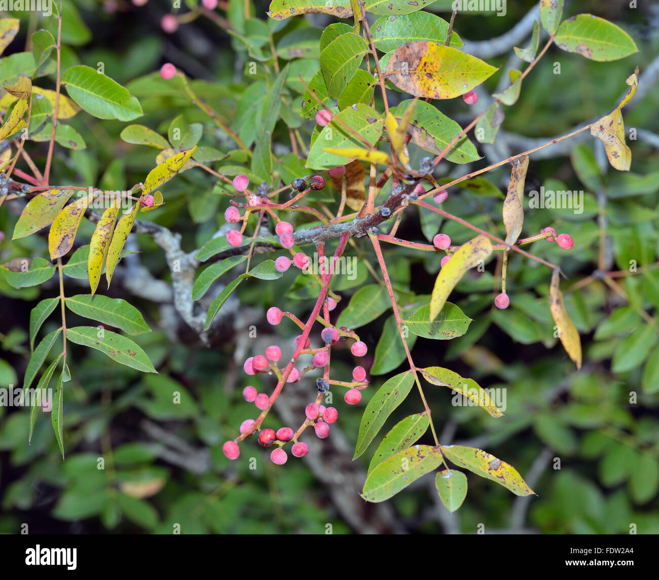 Arbre généalogique de térébenthine - Pistacia terebinthus baies roses & feuilles Banque D'Images