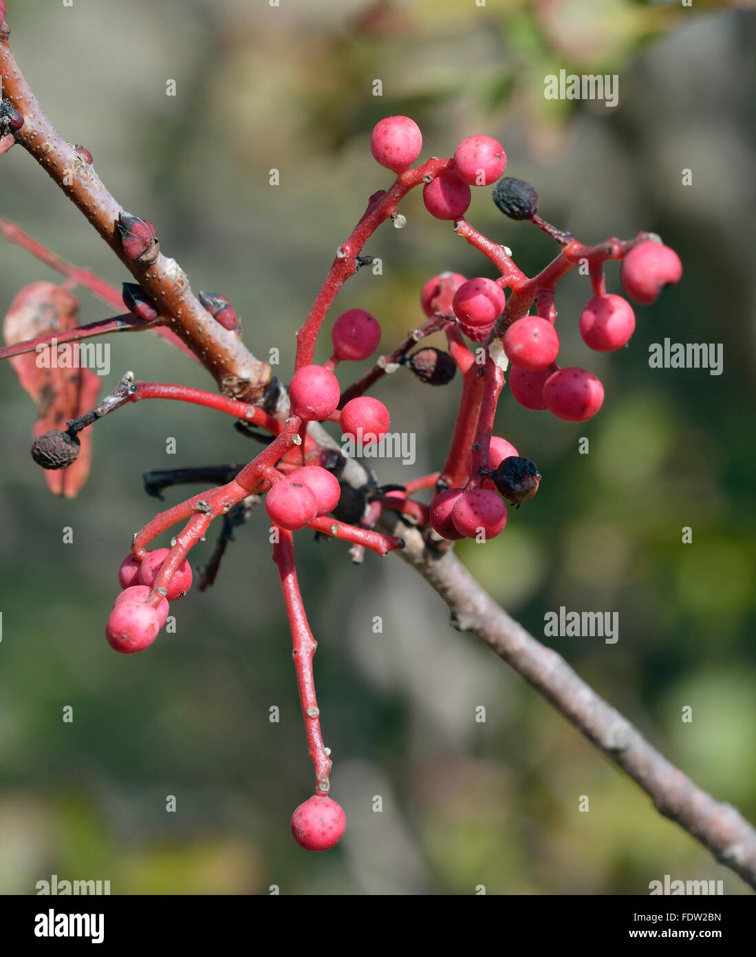 Arbre généalogique de térébenthine - Pistacia terebinthus baies roses on tree Banque D'Images
