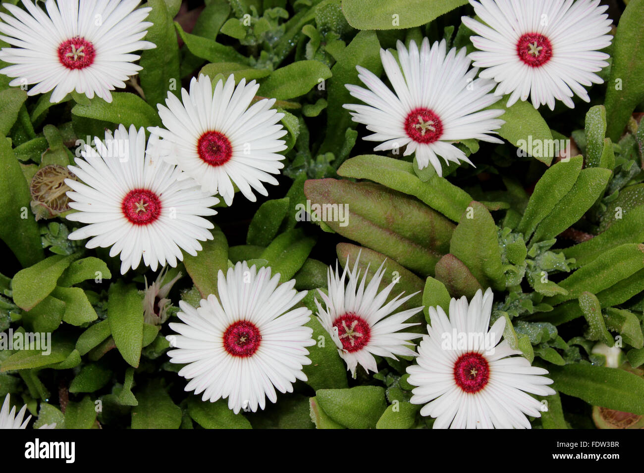 Mesembryanthemum bellidiformis, Livivingstone daisy, formant des tapis d'herbes ornementales populaires, glace linéaire parsemée de feuilles, de fleurs Banque D'Images