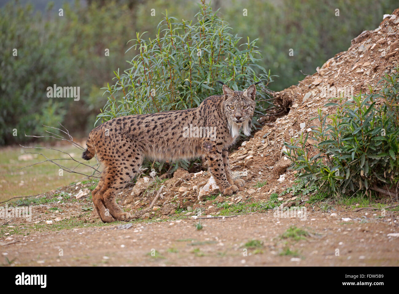 Lynx sauvages dans le parc national de l'Espagne Femme Andujar Banque D'Images
