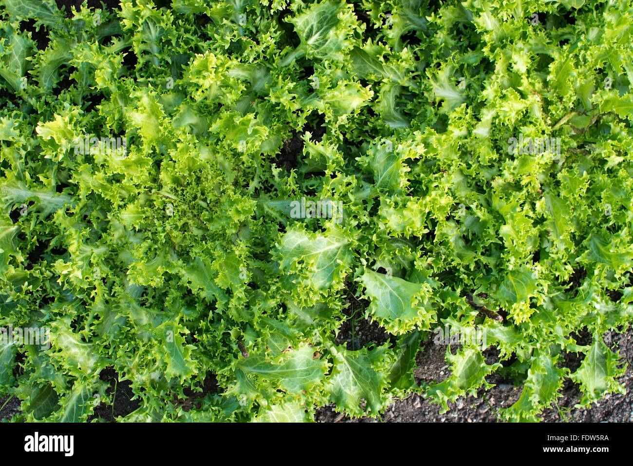 Salat vert Cichorium endivia dans jardin plein frame background. Banque D'Images