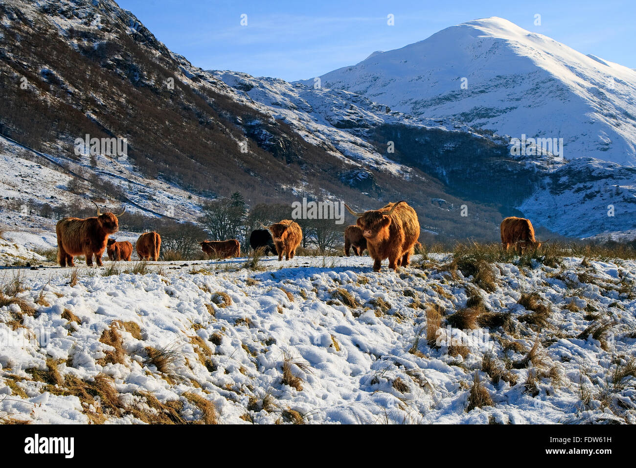 Highland Cows grazing in Glen Nevis parmi la neige de l'hiver.,Lochaber ouest-highlands. Banque D'Images