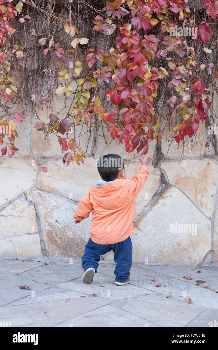 Happy Chinese baby boy standing in front of Boston ivy, tourné à Beijing, Chine Banque D'Images