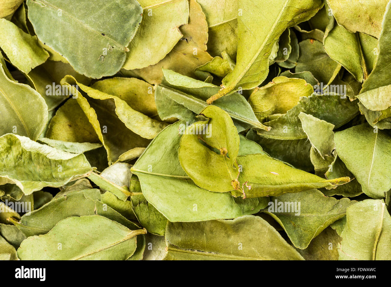 Les feuilles de Lime gâteau d'épices séchées à sec hystrix Citrus Boissons Boulangerie boissons joli mélange seasonin lime kaffir potable Banque D'Images
