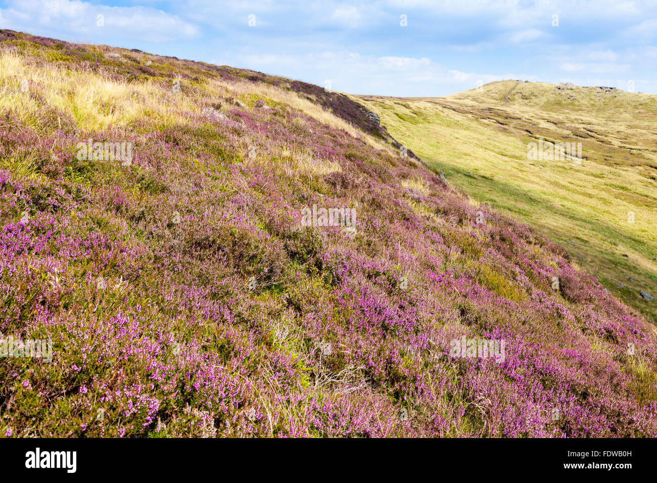 La bruyère (Calluna vulgaris) sur l'extrémité sud de la lande sur Kinder Scout, Derbyshire Peak District National Park, Angleterre, RU Banque D'Images
