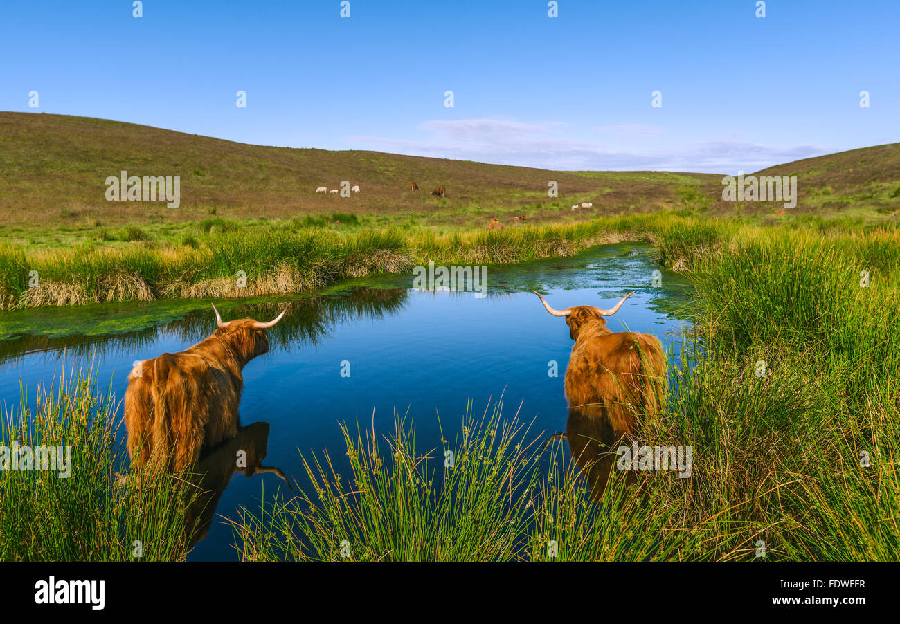 Scottish Highland cattle rafraîchir dans un étang, Yorkshire, UK. Banque D'Images
