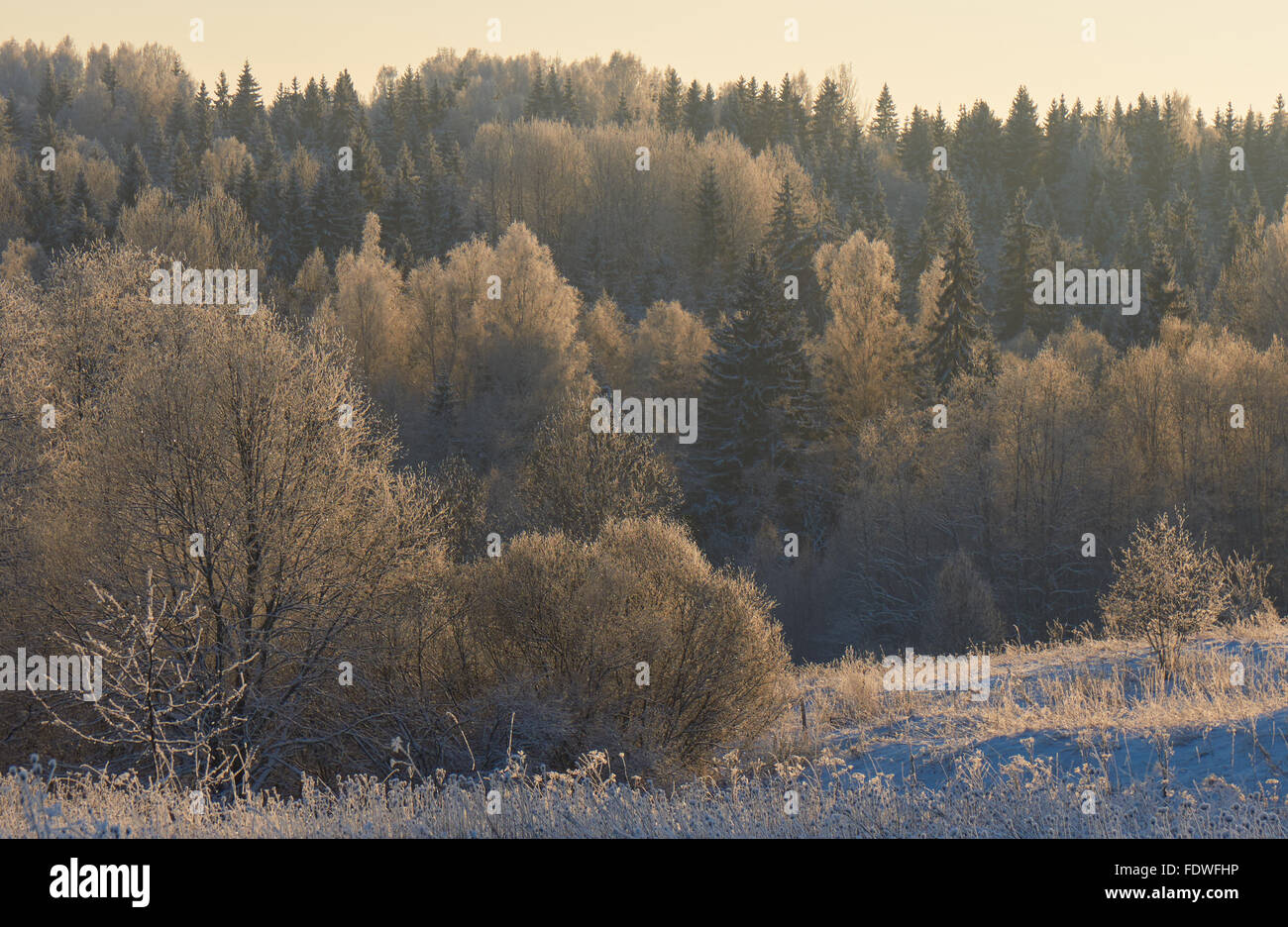 Forêt gelée en janvier avant le coucher du soleil Banque D'Images