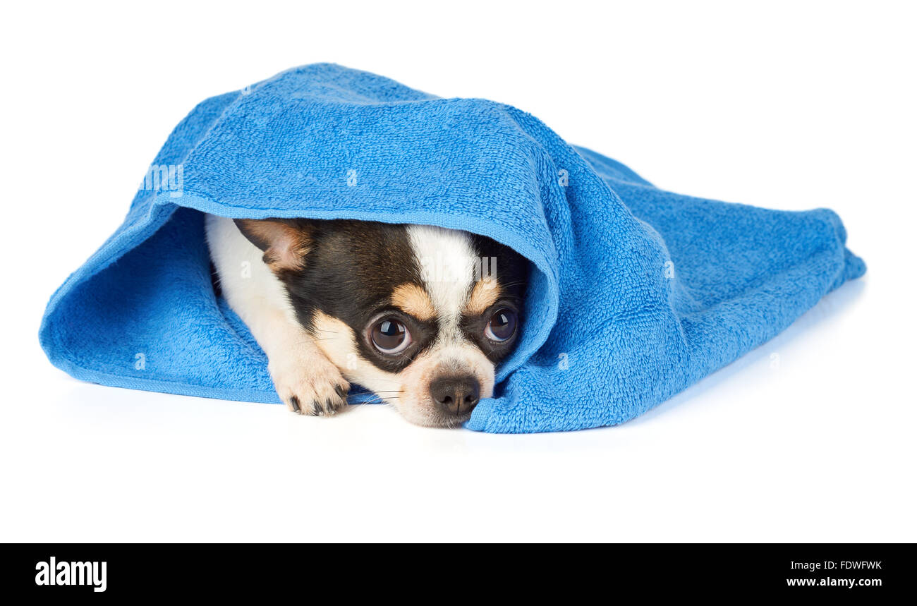 Chihuahua en serviette bleu isolated on white Banque D'Images