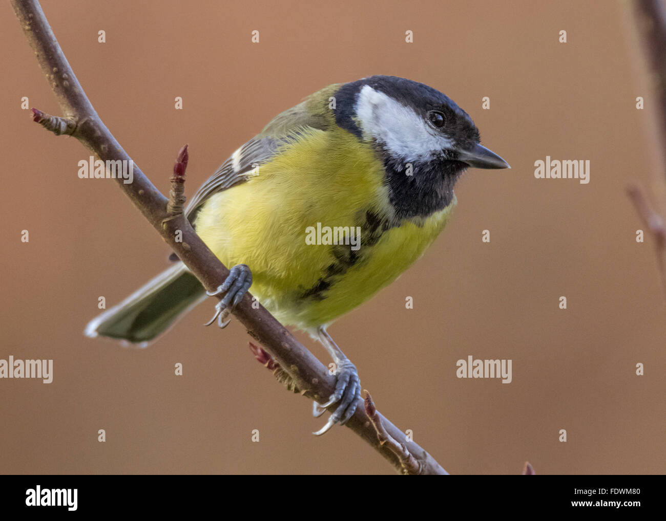 Great Tit à Mainsriddle, près de RSPB Mersehead, sud-ouest de l'Écosse Banque D'Images