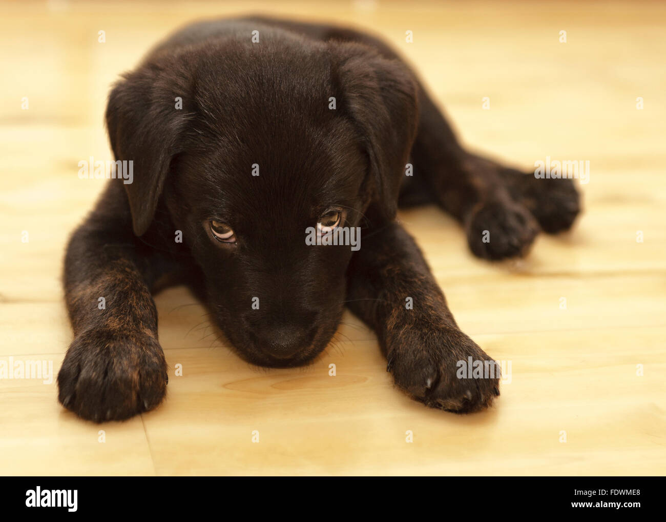 Rottweiler noir Labrador Retriever mixed breed puppy dog modèle libération : N° des biens : oui (chien). Banque D'Images