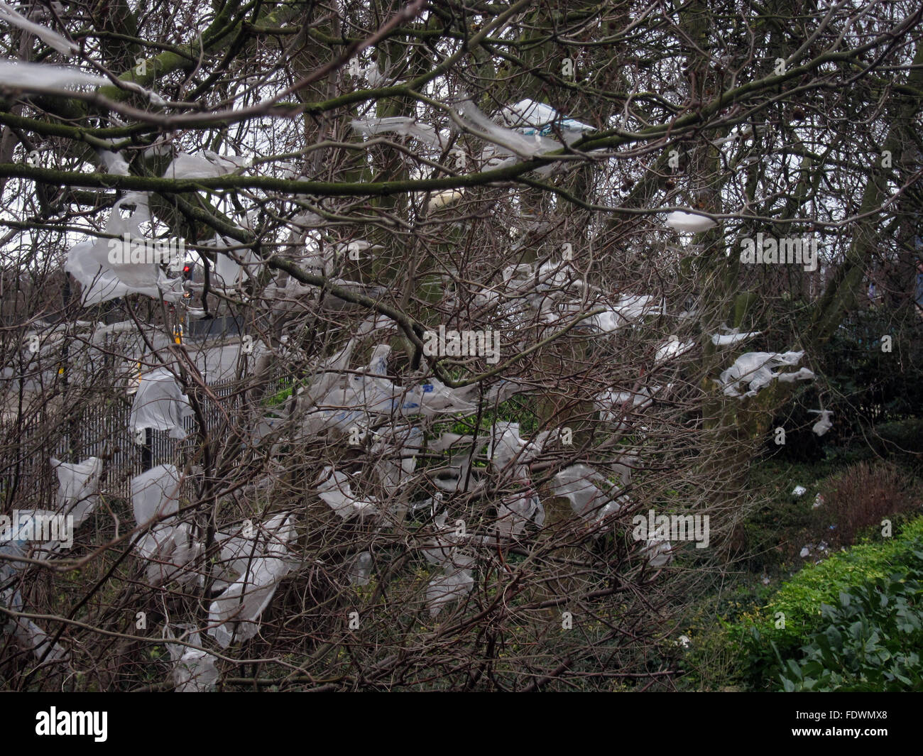 Les sacs en plastique Tesco coincé dans l'arbre à l'extérieur entrée de  Tesco Photo Stock - Alamy