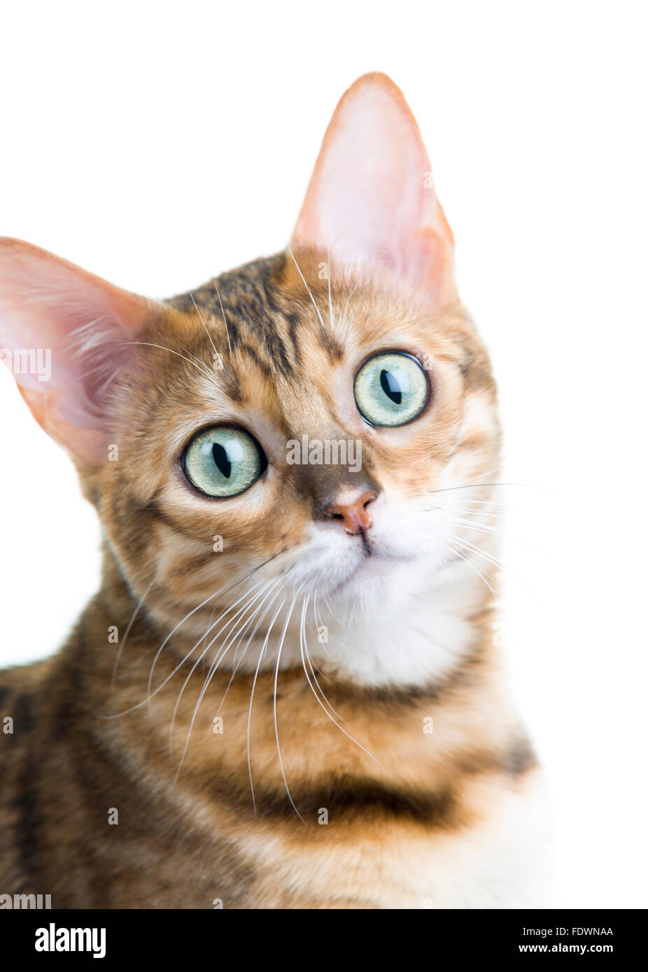 Jeune femelle Bengal chat portrait isolé sur fond blanc Modèle Libération : N° des biens : oui (cat). Banque D'Images