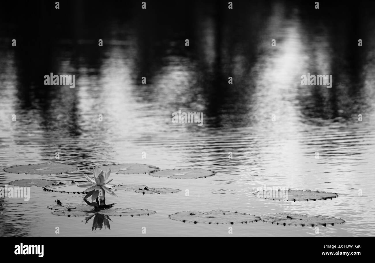 Fleur de nénuphar Banque D'Images