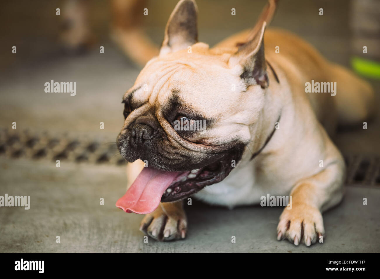 Funny Dog Bouledogue Français Assis Sur Le Vieux Plancher En