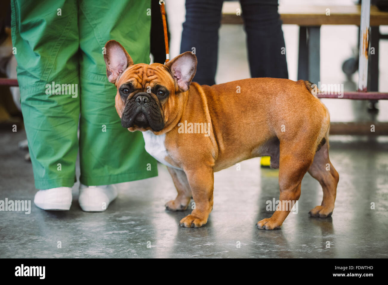 Bouledogue Francais Brun Banque D Image Et Photos Alamy