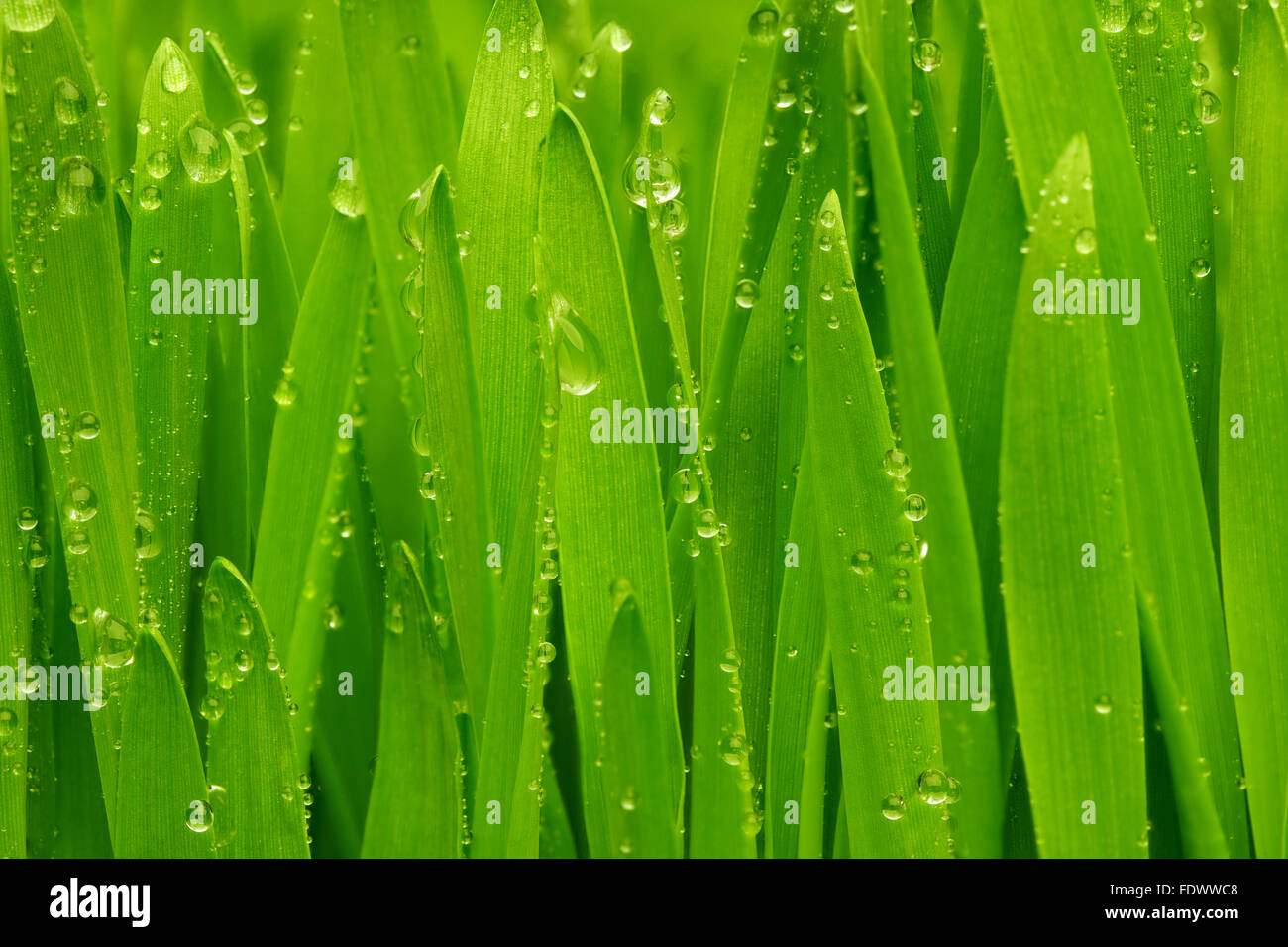 Close-up of green grass avec gouttes de rosée. Banque D'Images