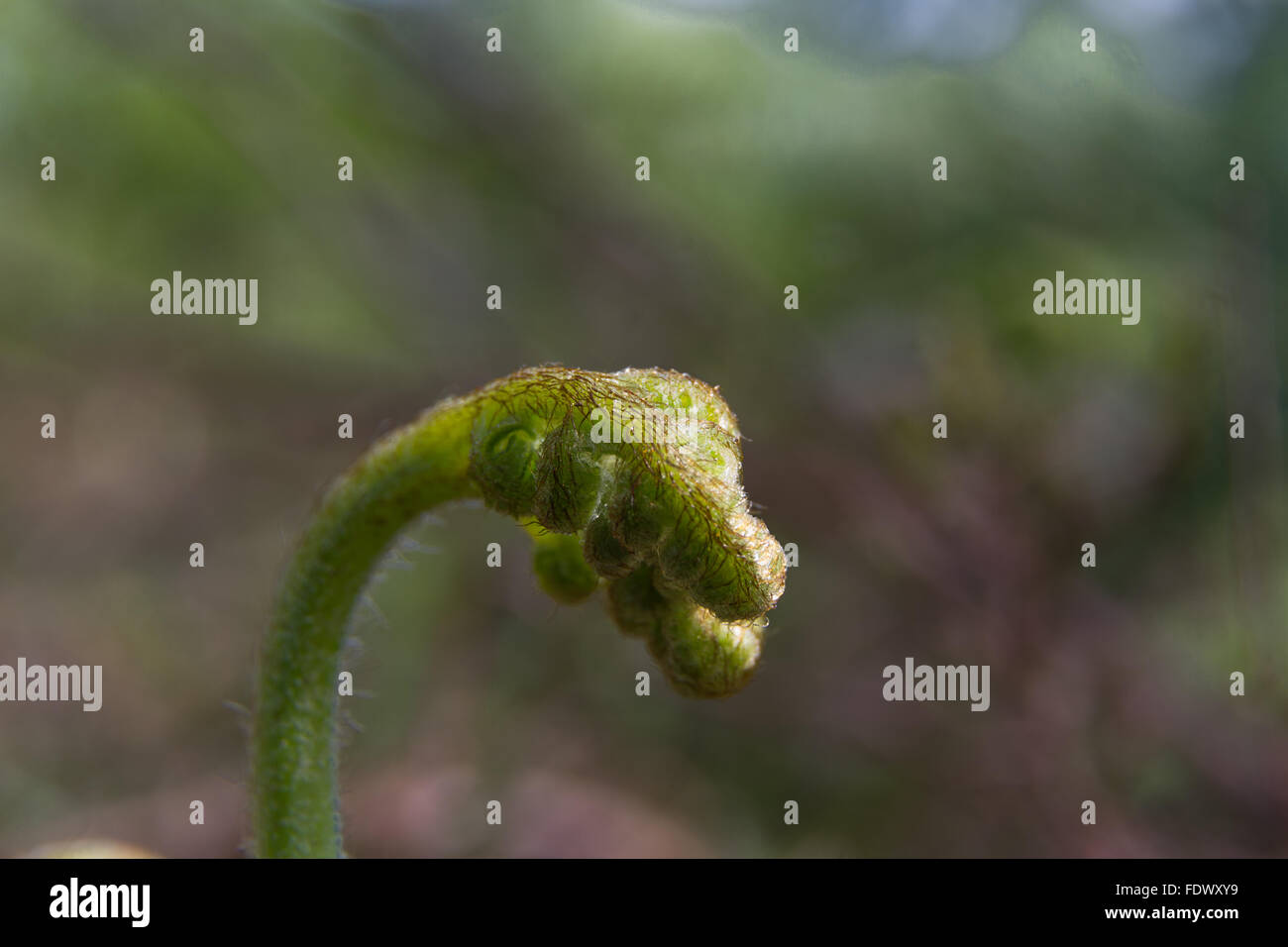 Large immatures buckler, fougère Dryopteris dilatata, récemment apparue sur sol de la forêt. Banque D'Images