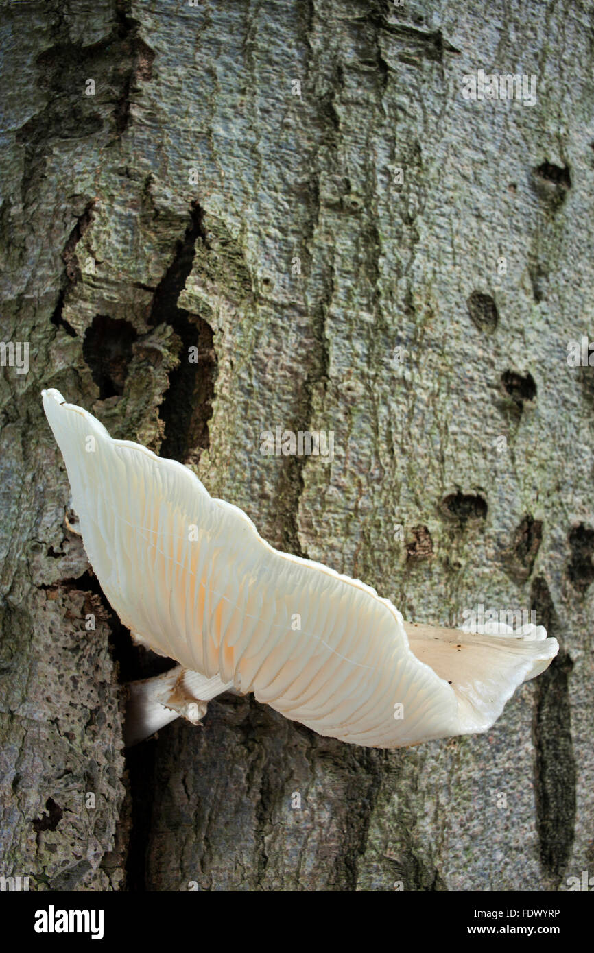 Oudemansiella mucida (champignon en porcelaine) Banque D'Images