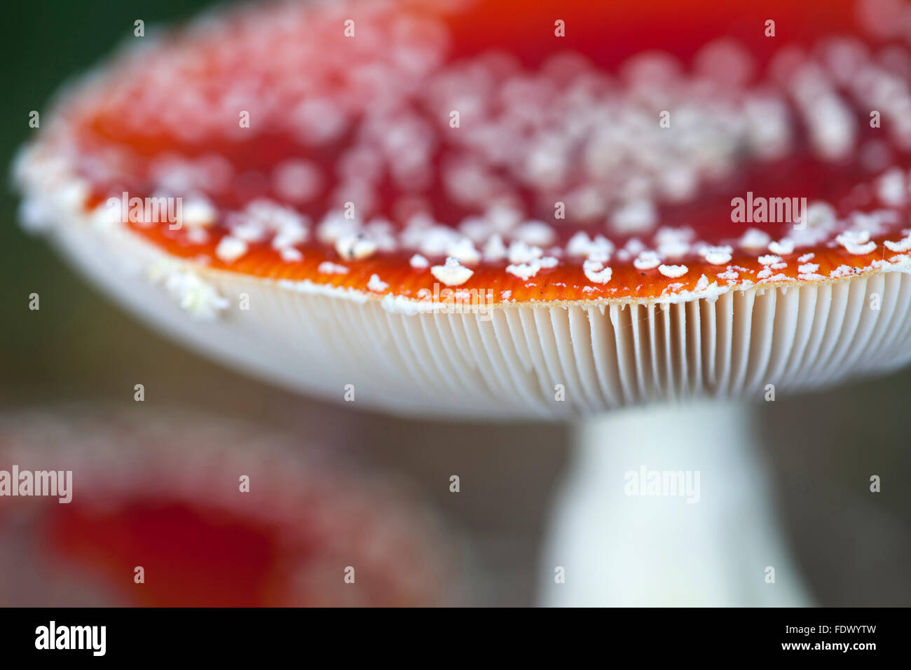 Fly / fly agaric (Amanita Amanita muscaria) close up montrant les verrues et les branchies blanches Banque D'Images