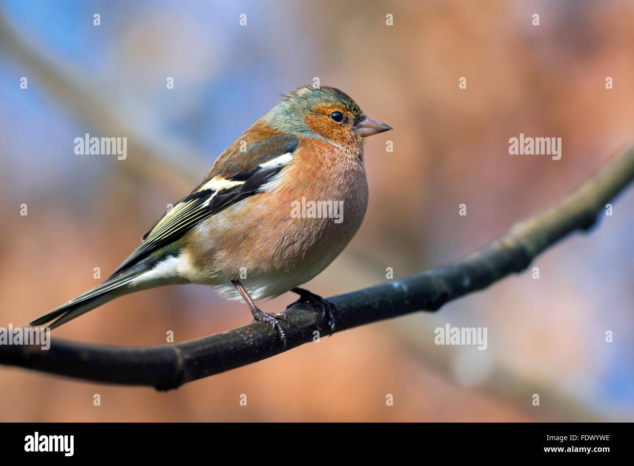Common Chaffinch (Fringilla coelebs) mâle perché sur une branche dans l'arbre Banque D'Images