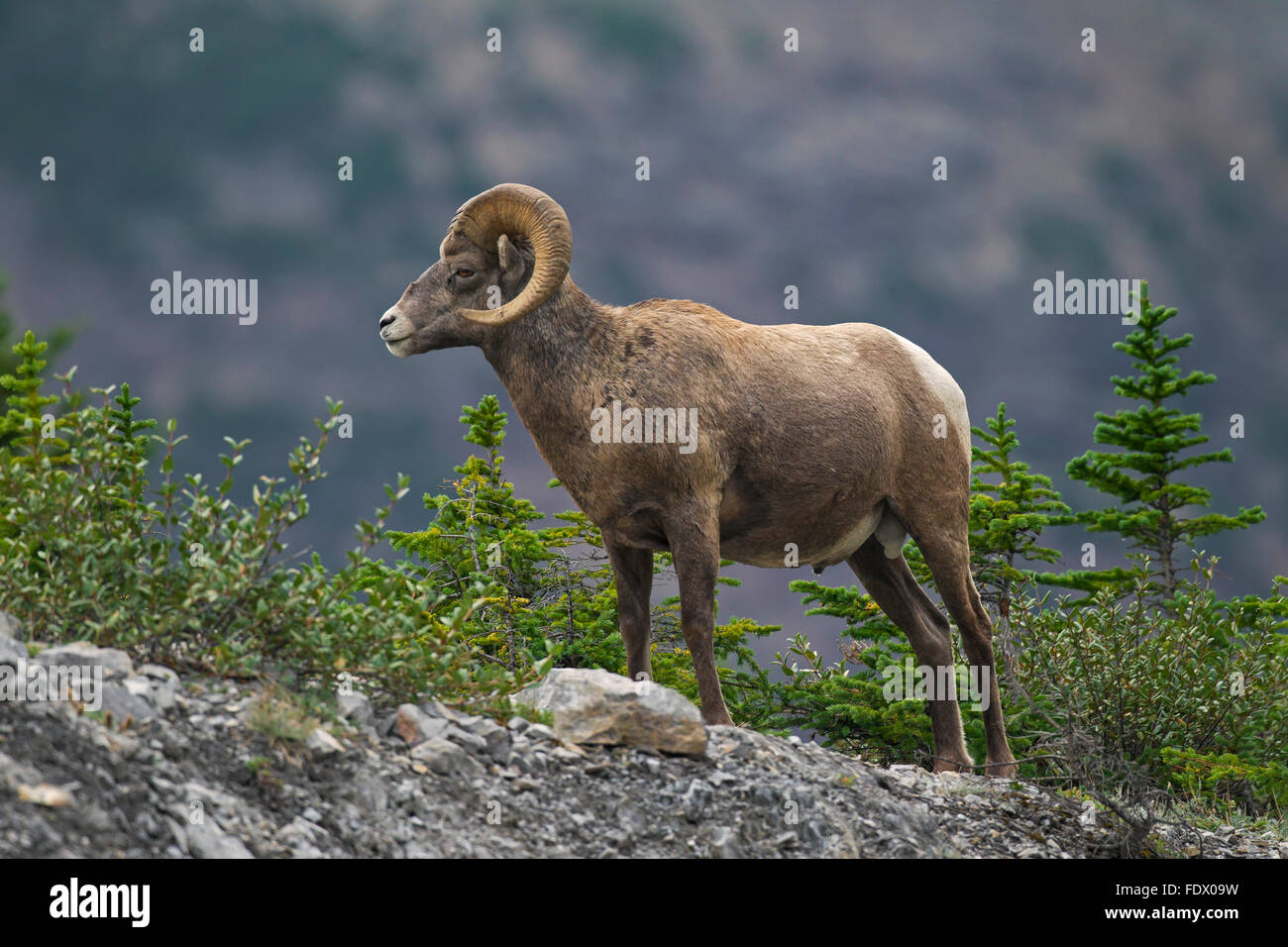 Bighorn (Ovis canadensis) ram, Jasper National Park, Alberta, Canada Banque D'Images Bighorn (Ovis canadensis) ram, Jasper National Park, Alberta, Canada Banque D'Images