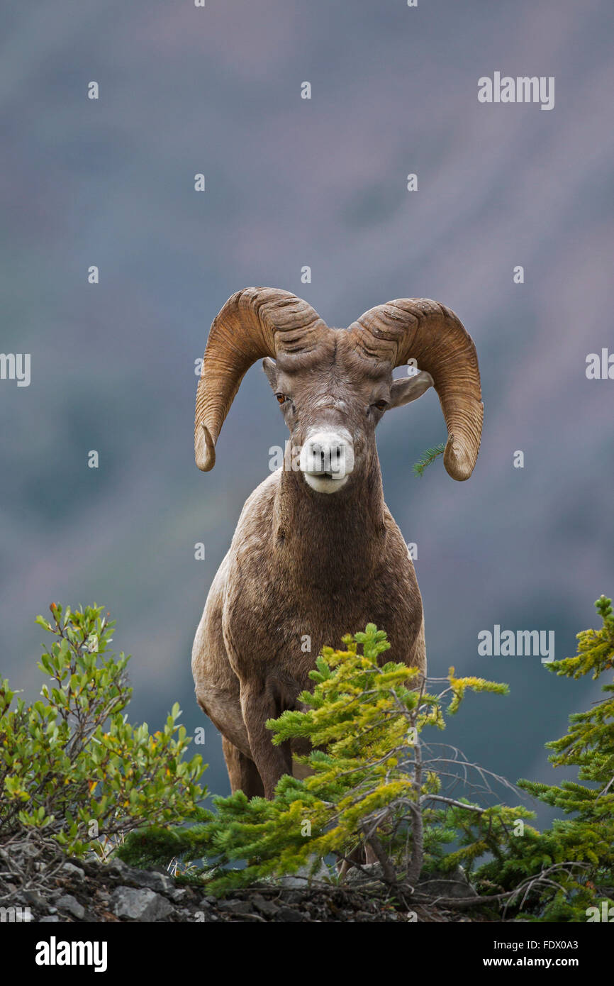 Bighorn (Ovis canadensis) ram, Jasper National Park, Alberta, Canada Banque D'Images Bighorn (Ovis canadensis) ram, Jasper National Park, Alberta, Canada Banque D'Images