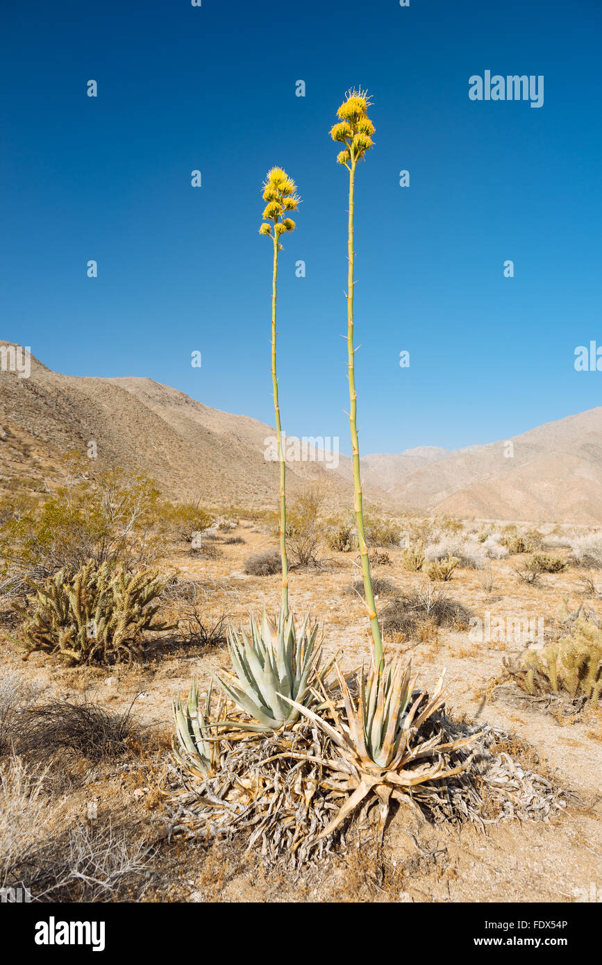La floraison en agave Canyon Hellhole, Anza-Borrego Desert State Park, Californie Banque D'Images