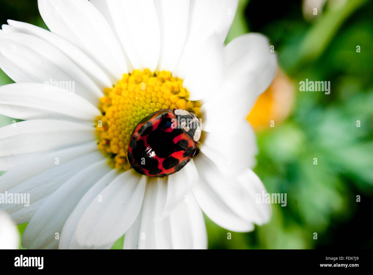 Les arlequins coccinelles prises dans la lecture Banque D'Images