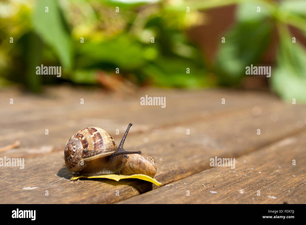 Brown-lipped Snail - pris dans la lecture Banque D'Images