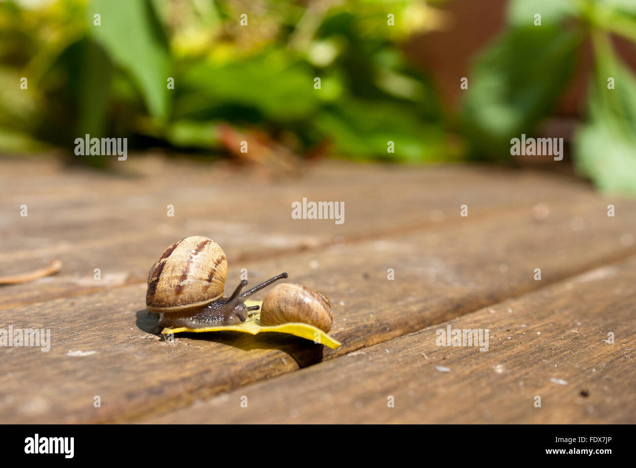 Brown-lipped Snail - pris dans la lecture Banque D'Images