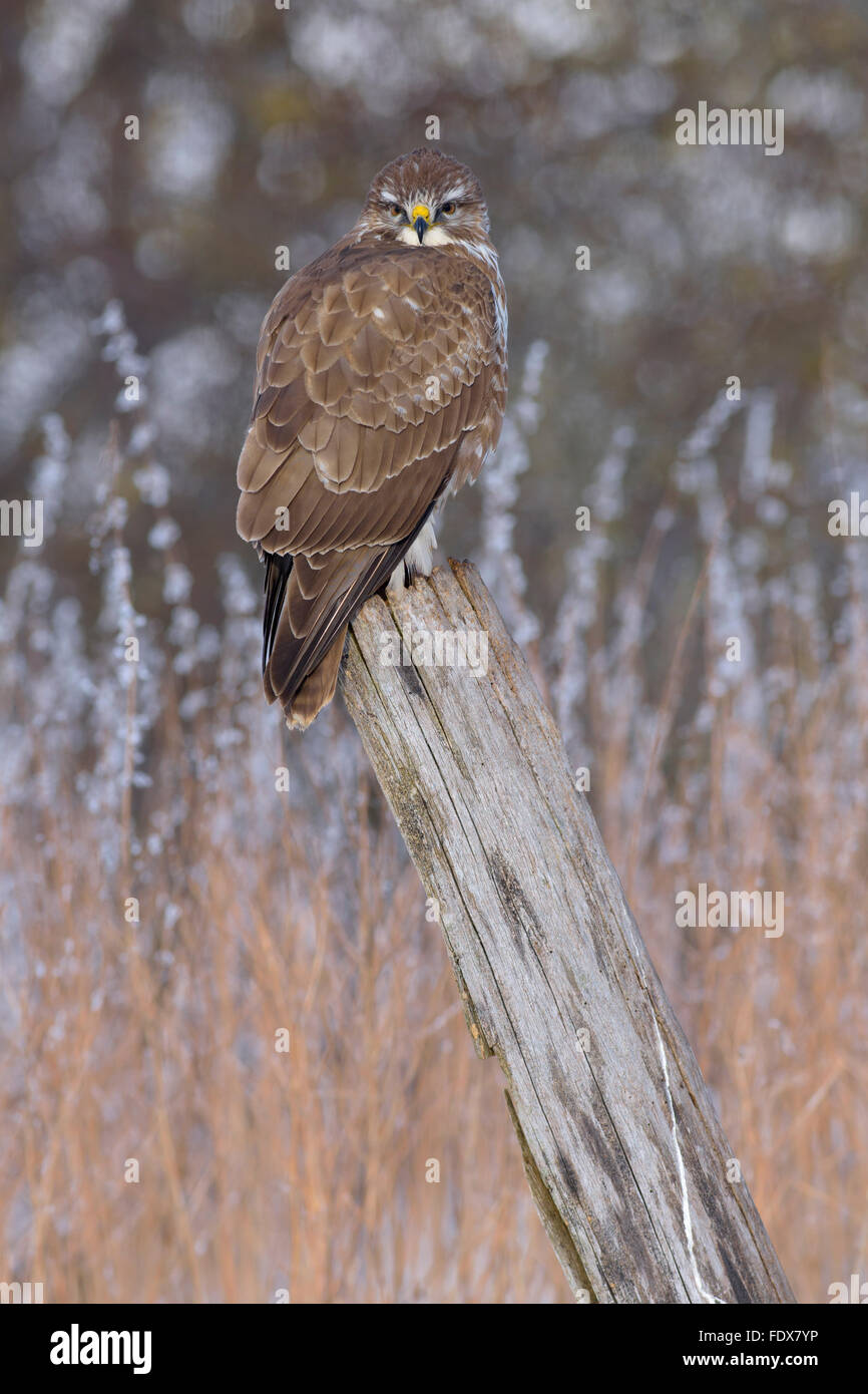 Buse variable (Buteo buteo) perché sur old post, zone de la biosphère, Jura souabe, Bade-Wurtemberg, Allemagne Banque D'Images