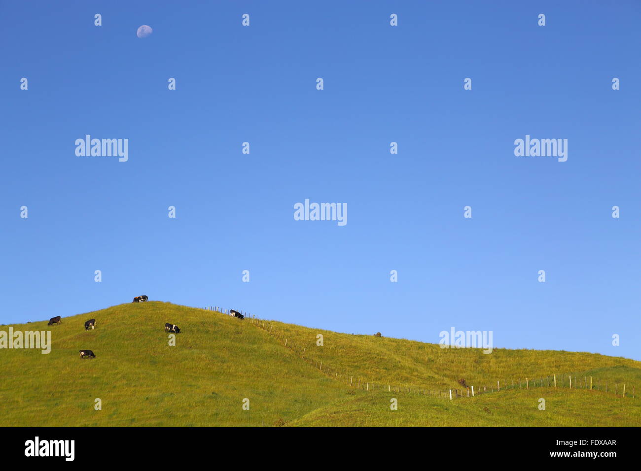 Le pâturage des vaches laitières sur une colline sous une lune de jour en Nouvelle-Zélande. Banque D'Images