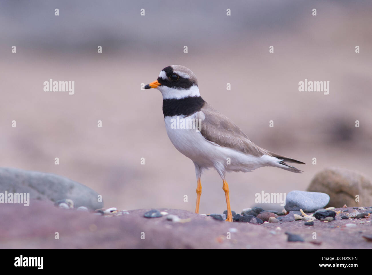 Ringed Plover (Charadrius hiaticula) Northumberland, Angleterre. Mai. Banque D'Images