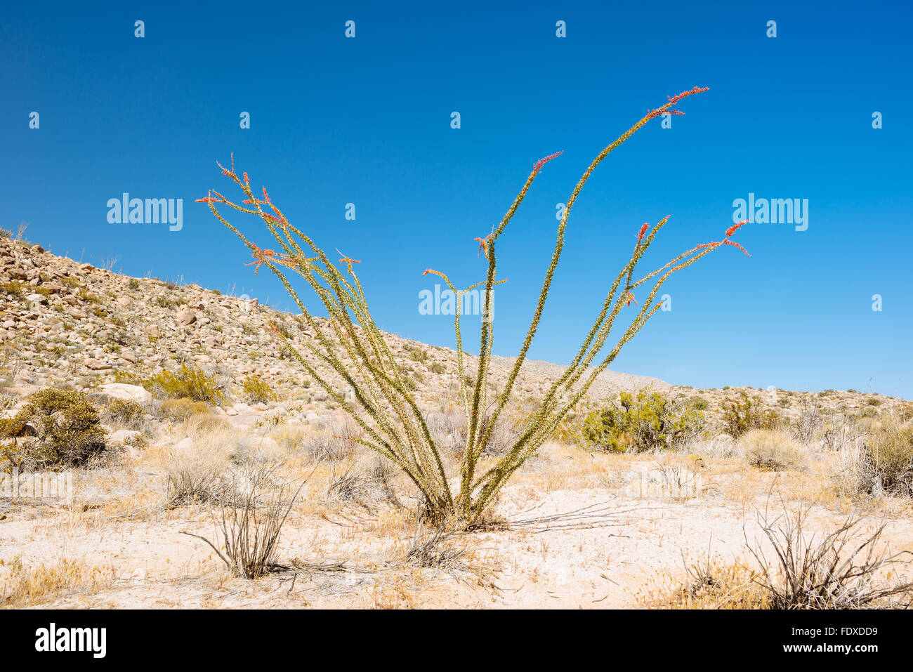 La société (fouquieria splendens) dans Anza-Borrego Desert State Park, Californie Banque D'Images