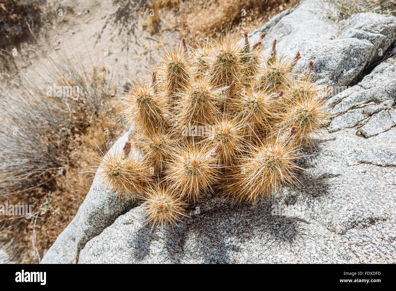 L'isoète d'Hérisson (cactus echinocereus engelmannii) croissant à partir d'une fissure dans un rocher dans Anza-Borrego Desert State Park Banque D'Images