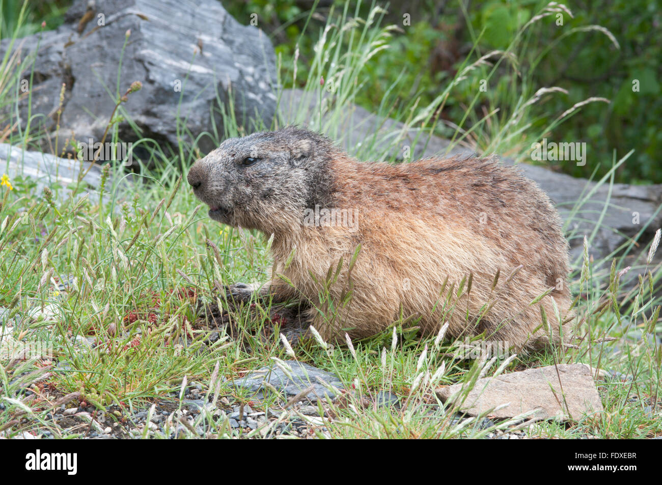 Marmotte des Alpes (Marmota marmota). Près de Gavarnie. Parc National des Pyrénées, les Pyrénées, France. De juin. Banque D'Images