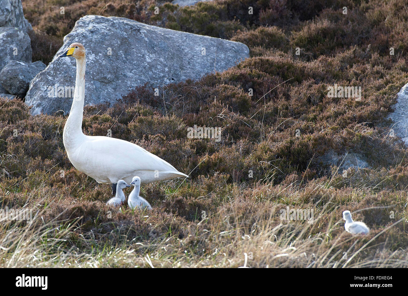 22 mai 2015, South Uist Hébrides extérieures, en Écosse au Royaume-Uni. L'un d'une paire de cygnes chanteurs nicheurs avec Cygnets sur nea landes Banque D'Images